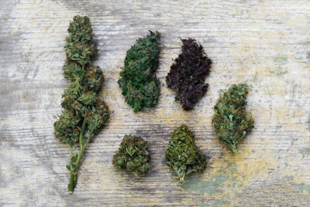 Can THCA Support Daily Wellness Without the&nbsp;High?